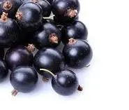 Točená zmrzlina Černý rybíz 1kg